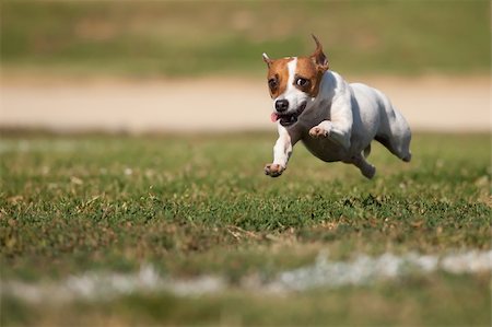 dog running in the summer - Energetic Jack Russell Terrier Dog Runs on the Grass Field. Stock Photo - Budget Royalty-Free & Subscription, Code: 400-04716348