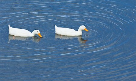 An image of a white duck couple Photographie de stock - Aubaine LD & Abonnement, Code: 400-04716772