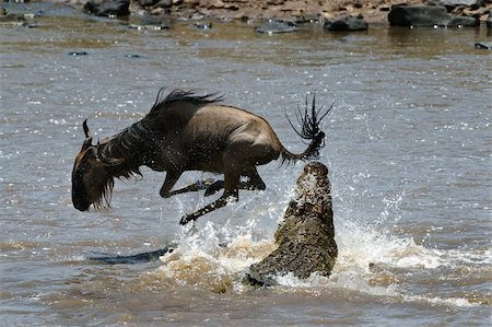 simsearch:400-05123541,k - Crossing through the river Mara.The antelope has undergone to an attack of a crocodile. Stock Photo - Budget Royalty-Free & Subscription, Code: 400-04716836