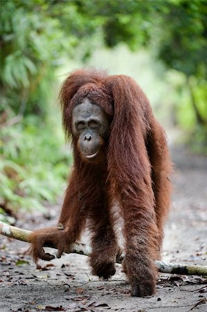 sumatra tourist destinations - Indonesia.Borneo. Rain-forest. Camp Leakey  Pongo pygmaeus wurmbii - southwest populations. Stock Photo - Budget Royalty-Free & Subscription, Code: 400-04717319