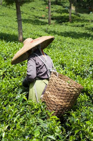 Tea picker on a tea plantation in Puncak, Java, Indonesia Stock Photo - Budget Royalty-Free & Subscription, Code: 400-04717373