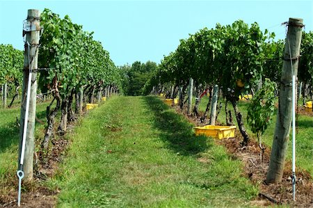 Row of grapes at a vinyard Stock Photo - Budget Royalty-Free & Subscription, Code: 400-04717517