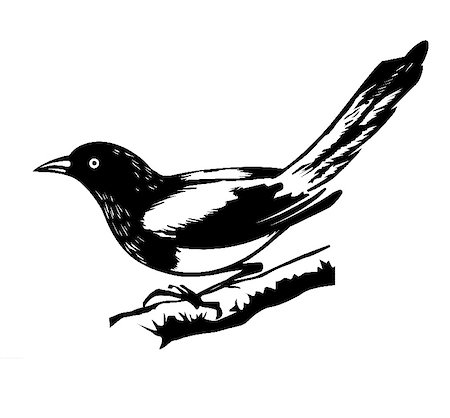 illustration magpie on white background Stock Photo - Budget Royalty-Free & Subscription, Code: 400-04717618