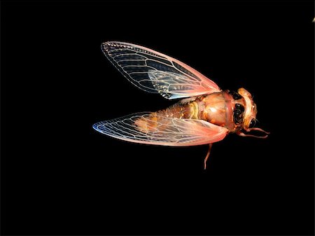 simsearch:700-00194432,k - insect cicada eclosion  at night Stock Photo - Budget Royalty-Free & Subscription, Code: 400-04717930