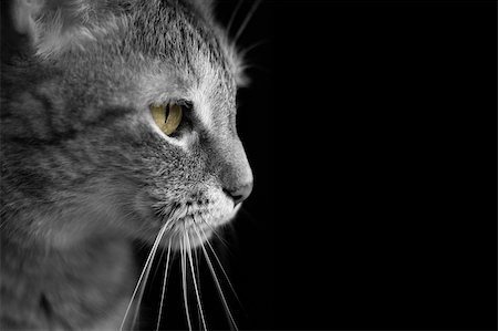 Kitty Profile Photographie de stock - Aubaine LD & Abonnement, Code: 400-04710522