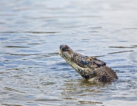 An image of a salt water crocodile in Australia Stock Photo - Budget Royalty-Free & Subscription, Code: 400-04711571