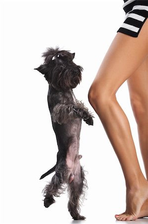 Dancing dog at naked feet of the woman. Image isolated in my studio. Stock Photo - Budget Royalty-Free & Subscription, Code: 400-04711731