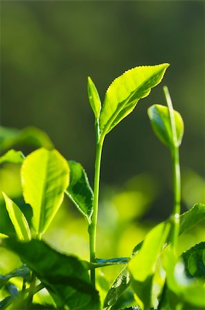simsearch:400-05905687,k - Close up fresh tea leaves in morning sunlight. Stock Photo - Budget Royalty-Free & Subscription, Code: 400-04712307