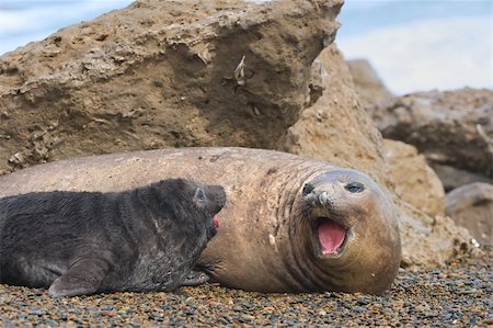 Mother and baby elephant seals, patagonia, Argentina. Photographie de stock - Aubaine LD & Abonnement, Code: 400-04712823