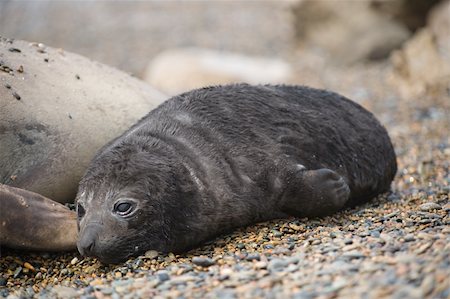 Baby elephant seal in Peninsula Valdes, patagonia, Argentina. Photographie de stock - Aubaine LD & Abonnement, Code: 400-04712864