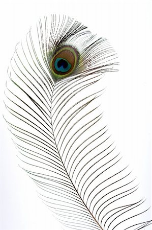 Close op of peacock feathers over white Stock Photo - Budget Royalty-Free & Subscription, Code: 400-04712966