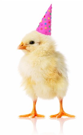 Cute yellow chicken with pink birthday hat on Stock Photo - Budget Royalty-Free & Subscription, Code: 400-04713216