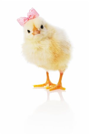 Baby chick with pink bow is looking straight ahead. Isolated. Stock Photo - Budget Royalty-Free & Subscription, Code: 400-04713224