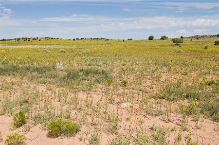 FIeld of yellow wildflowers near the entrance to Canyonlands National Park, Moab, Utah Stock Photo - Budget Royalty-Free & Subscription, Code: 400-04713310