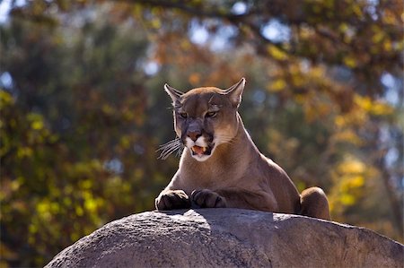 puma animal - Puma Concolor Stock Photo - Budget Royalty-Free & Subscription, Code: 400-04713564