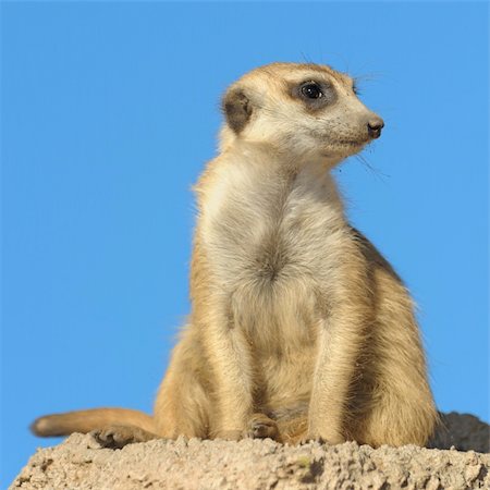 Suricata sitting on a rock, copy space. Stock Photo - Budget Royalty-Free & Subscription, Code: 400-04713863