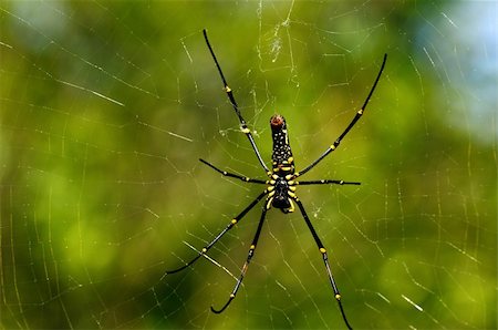 A Giant wood spider waiting for its prey on a sunny day Stock Photo - Budget Royalty-Free & Subscription, Code: 400-04724074