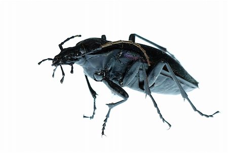 simsearch:400-04920020,k - insect ground beetle (Carabus prodigus)isolated in white background Foto de stock - Super Valor sin royalties y Suscripción, Código: 400-04725349