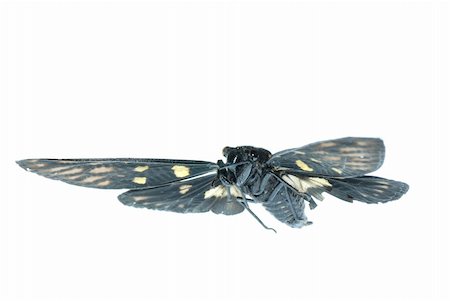 simsearch:400-05703373,k - fly insect cicada bug isolated on white Stock Photo - Budget Royalty-Free & Subscription, Code: 400-04725359