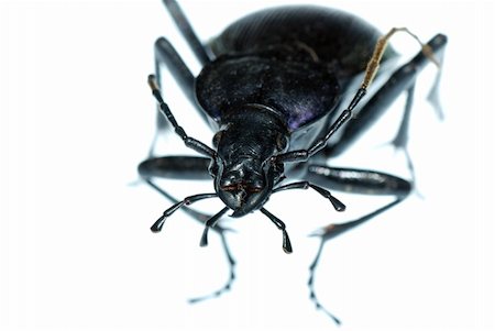 simsearch:400-04920020,k - insect ground beetle (Carabus prodigus)isolated in white background Foto de stock - Super Valor sin royalties y Suscripción, Código: 400-04725350
