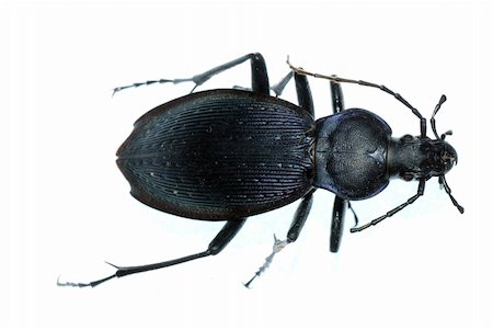 simsearch:400-04920020,k - insect ground beetle (Carabus prodigus)isolated in white background Foto de stock - Super Valor sin royalties y Suscripción, Código: 400-04725351