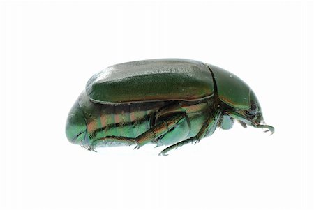green beetle insect (Anomala cupripes) isolated on white Stock Photo - Budget Royalty-Free & Subscription, Code: 400-04725365