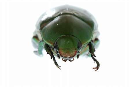 green beetle insect (Anomala cupripes) isolated on white Stock Photo - Budget Royalty-Free & Subscription, Code: 400-04725366