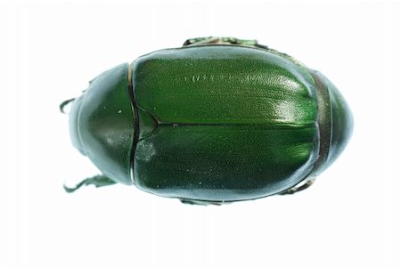 green beetle insect (Anomala cupripes) isolated on white Stock Photo - Budget Royalty-Free & Subscription, Code: 400-04725370