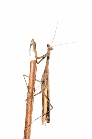 simsearch:400-04698964,k - insect brown mantis bug isolated in white Photographie de stock - Aubaine LD & Abonnement, Code: 400-04725392