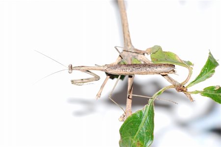 simsearch:400-04698964,k - insect brown mantis bug isolated in white Photographie de stock - Aubaine LD & Abonnement, Code: 400-04725393
