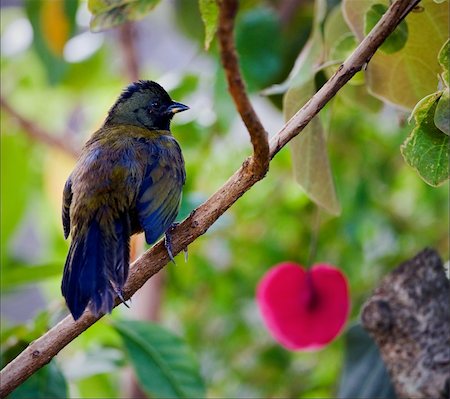 Bird on a branch. A bird on a branch against green color of leaves. Mountains Costa Rica. Stock Photo - Budget Royalty-Free & Subscription, Code: 400-04727790