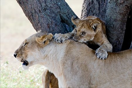 simsearch:400-04727848,k - The playing young lion has seized teeth a back of mother - lionesses. Stock Photo - Budget Royalty-Free & Subscription, Code: 400-04727850