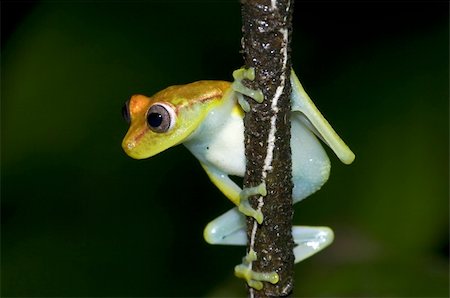 Frogs shot in Ecuador, South America Stock Photo - Budget Royalty-Free & Subscription, Code: 400-04728296