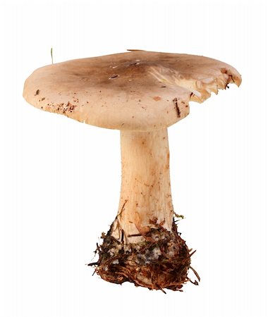 simsearch:400-04766599,k - Single fresh mushroom. Closeup. Isolated on white background. Studio photography. Stock Photo - Budget Royalty-Free & Subscription, Code: 400-04729805