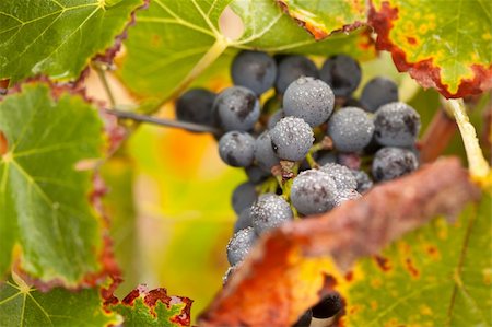 simsearch:846-03166143,k - Lush, Ripe Wine Grapes with Mist Drops on the Vine Ready for Harvest. Stock Photo - Budget Royalty-Free & Subscription, Code: 400-04729898