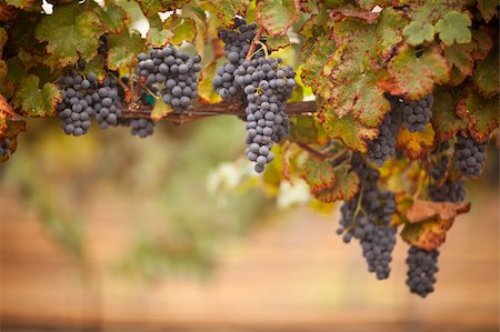 simsearch:846-03166143,k - Lush, Ripe Wine Grapes on the Vine Ready for Harvest. Stock Photo - Budget Royalty-Free & Subscription, Code: 400-04729900