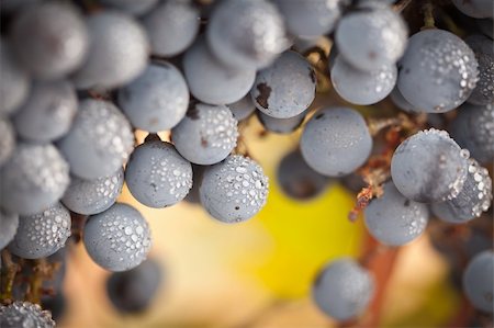 simsearch:846-03166143,k - Lush, Ripe Wine Grapes with Mist Drops on the Vine Ready for Harvest. Stock Photo - Budget Royalty-Free & Subscription, Code: 400-04729901
