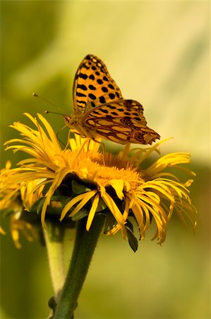 simsearch:400-07518693,k - Butterfly Feeding On Yellow Flower. Azuga Valley, Romania Stock Photo - Budget Royalty-Free & Subscription, Code: 400-04729931