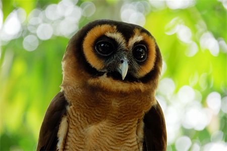simsearch:400-07745600,k - Portrait of a cute owl in tropical forest Stock Photo - Budget Royalty-Free & Subscription, Code: 400-04720123