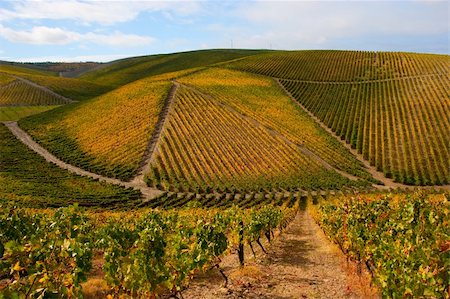 simsearch:400-04794343,k - Beautiful Vineyard Landscape Stock Photo - Budget Royalty-Free & Subscription, Code: 400-04723295