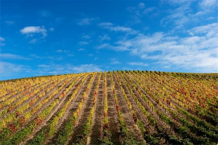 simsearch:400-04794343,k - Beautiful Vineyard Landscape with a blue sky Stock Photo - Budget Royalty-Free & Subscription, Code: 400-04723297