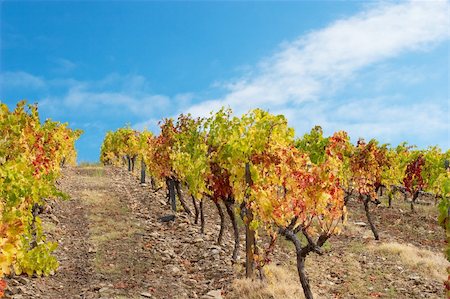 simsearch:400-04794343,k - Beautiful Vineyard Landscape Stock Photo - Budget Royalty-Free & Subscription, Code: 400-04723299