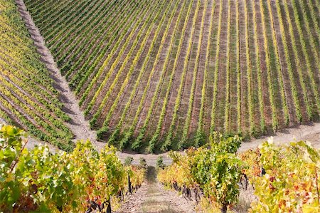 simsearch:400-04794343,k - Beautiful Vineyard Landscape Stock Photo - Budget Royalty-Free & Subscription, Code: 400-04723300