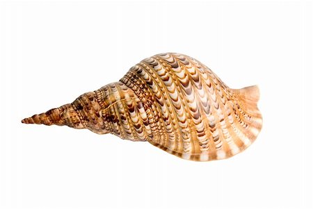 simsearch:400-06137034,k - sea shell isolated over a white background for design Photographie de stock - Aubaine LD & Abonnement, Code: 400-04723468