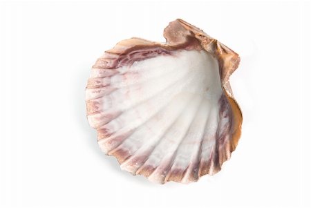 simsearch:400-06137034,k - sea shell  isolated over white background Photographie de stock - Aubaine LD & Abonnement, Code: 400-04723472