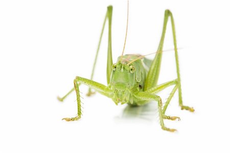 closeup of an grasshopper from front on white background Stock Photo - Budget Royalty-Free & Subscription, Code: 400-04723889
