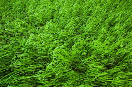 simsearch:400-05362449,k - Very beautiful fresh and juicy young grass Stock Photo - Budget Royalty-Free & Subscription, Code: 400-04734240