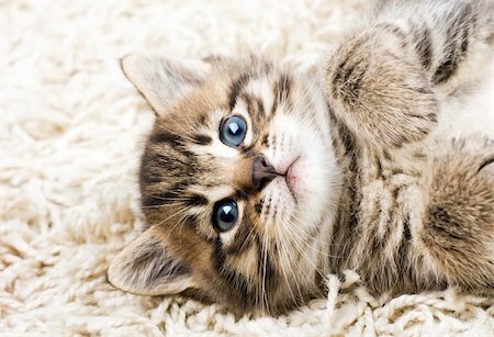 simsearch:400-05701368,k - Funny kitten in carpet Stock Photo - Budget Royalty-Free & Subscription, Code: 400-04736439