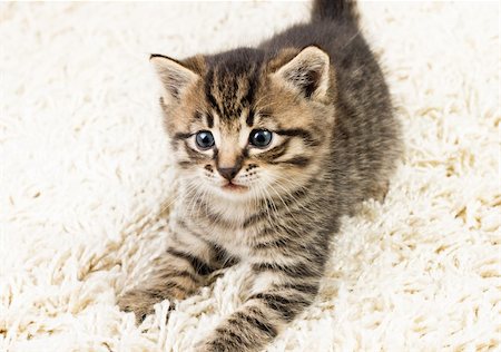 simsearch:400-05701368,k - Funny kitten in carpet Stock Photo - Budget Royalty-Free & Subscription, Code: 400-04736442