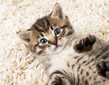 simsearch:400-05701368,k - Funny kitten in carpet Stock Photo - Budget Royalty-Free & Subscription, Code: 400-04736443